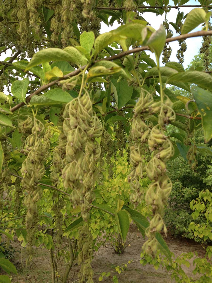 Doldiger Flügel-Storax