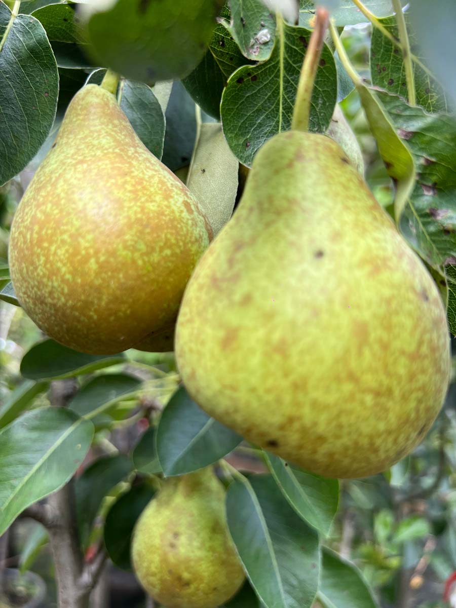 Kultur-Birne 'Triomphe de Vienne'; Birnbaum