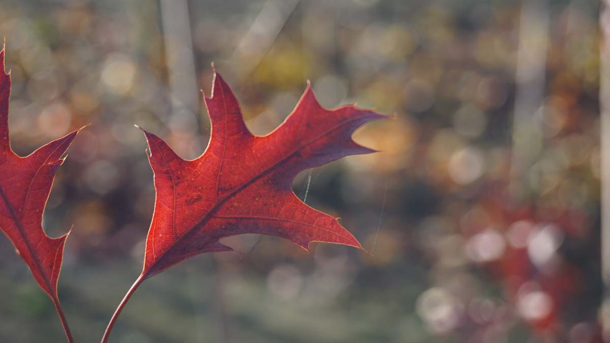 Scharlach-Eiche ´Splendens´