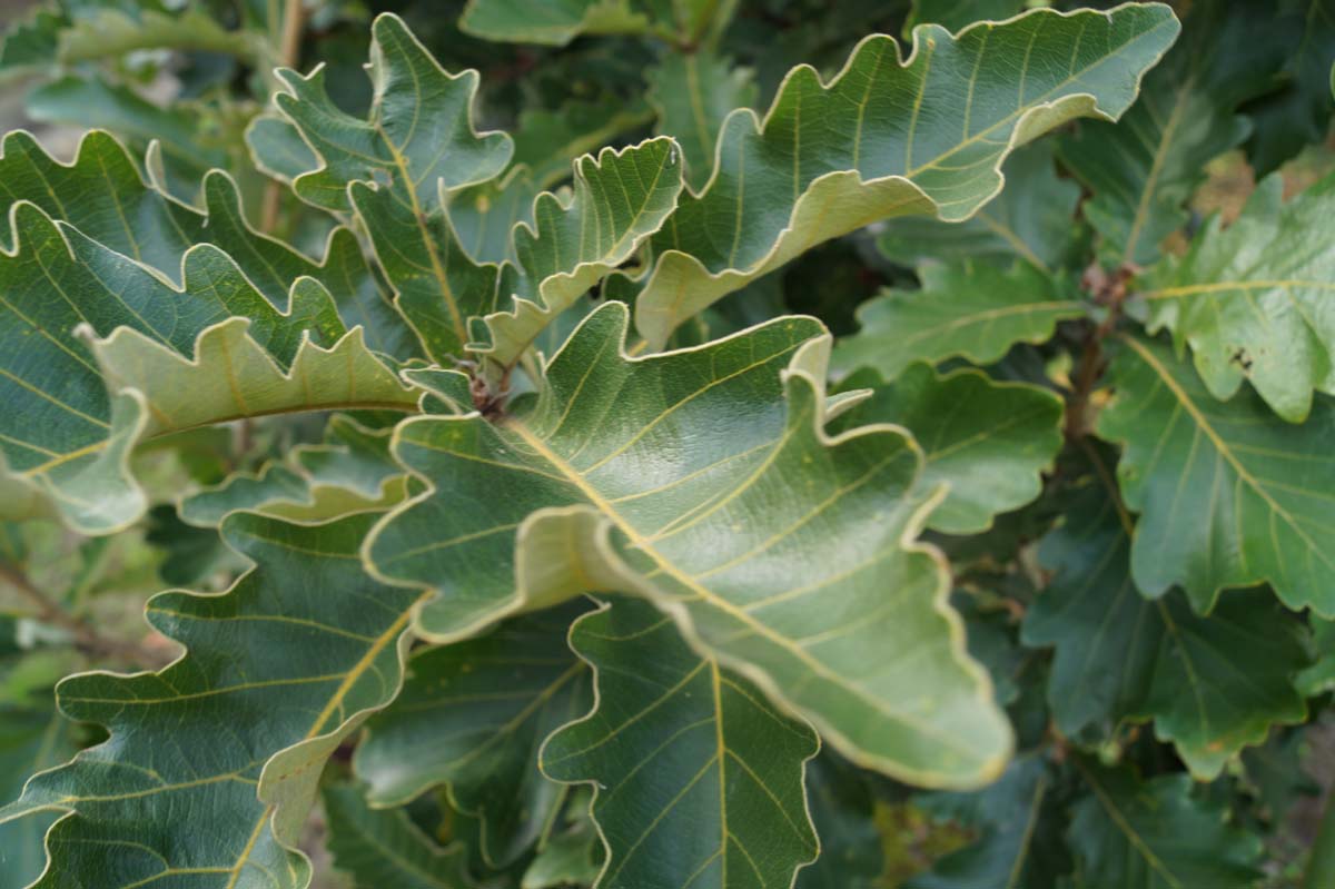 Japanische Kaiser-Eiche ´Carl Ferris Miller´, Daimyo-Eiche