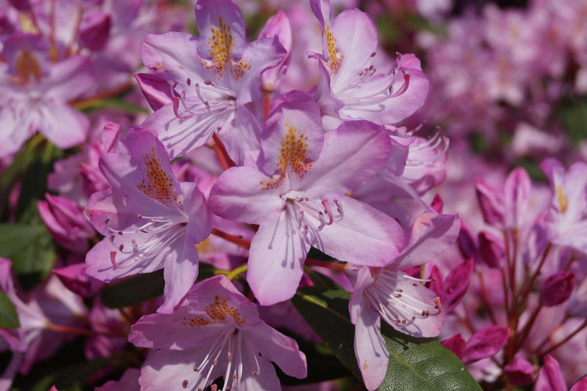Pontischer Rhododendron ´Rosaum´; Pontische Alpenrose