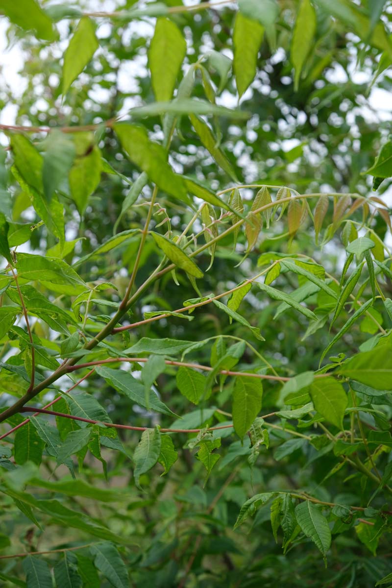 Rhus punjabensis sinica 400-450 cm
