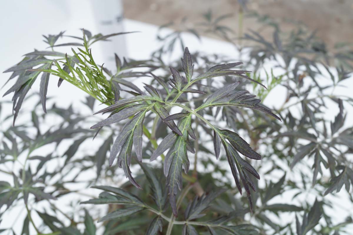 Schwarzer Holunder ´BLACK LACE´; Holler; Flieder-Beere