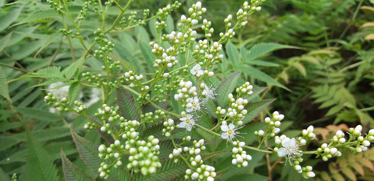 Sibirische Fiederspiere; Gew