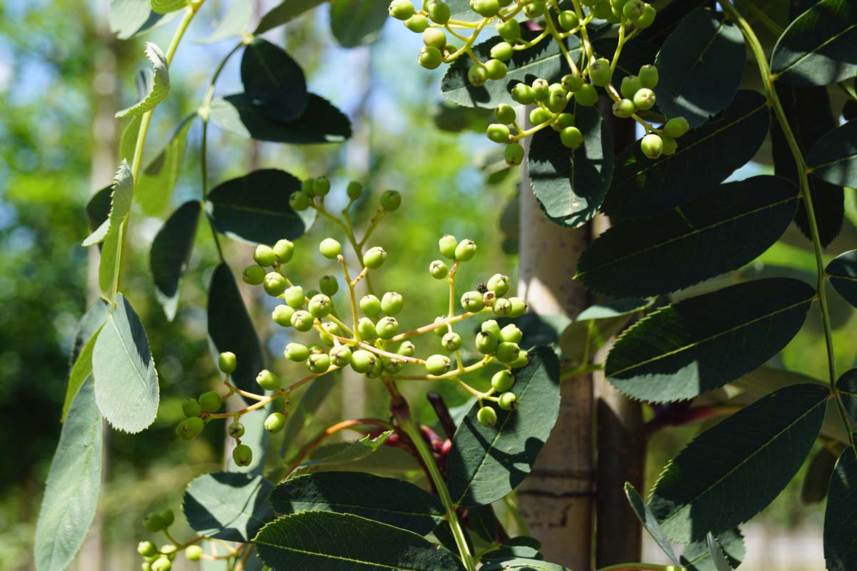 Eberesche ´Sunshine´, Mehlbeere, Vogelbeere