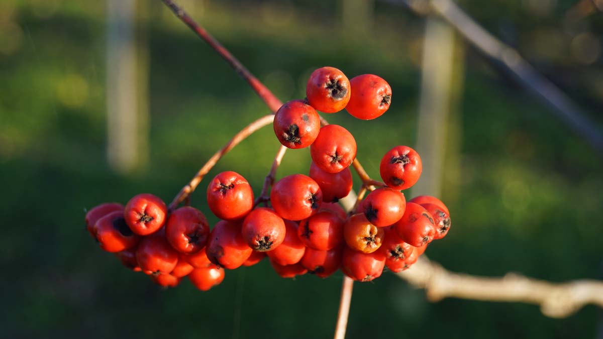 Vogelbeerbaum ´Fingerprint´, Vogelbeere, Gewöhnliche Eberesche, Drosselbeere, Quitsche, Krametsbeere