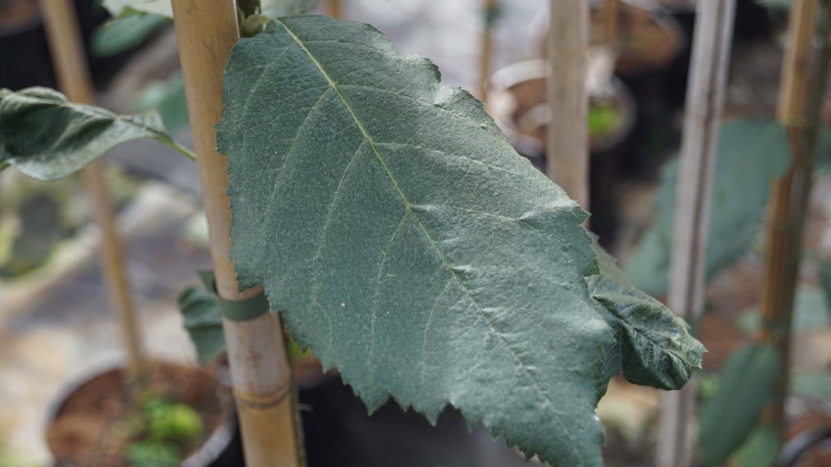 Breitblättrige Mehlbeere