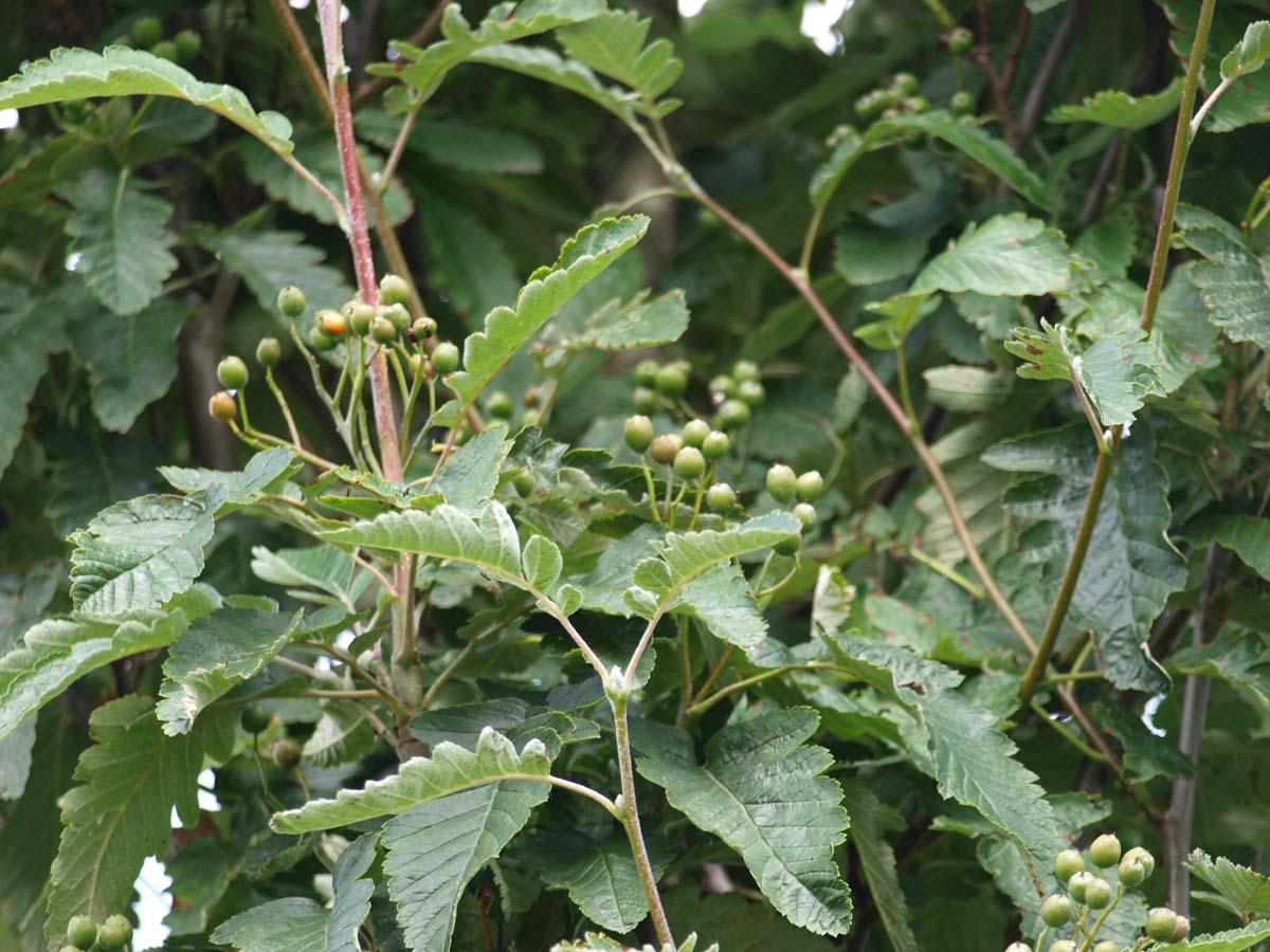 Thüringische Säulen-Eberesche ´Fastigiata´, Thüringische Säulen-Mehlbeere
