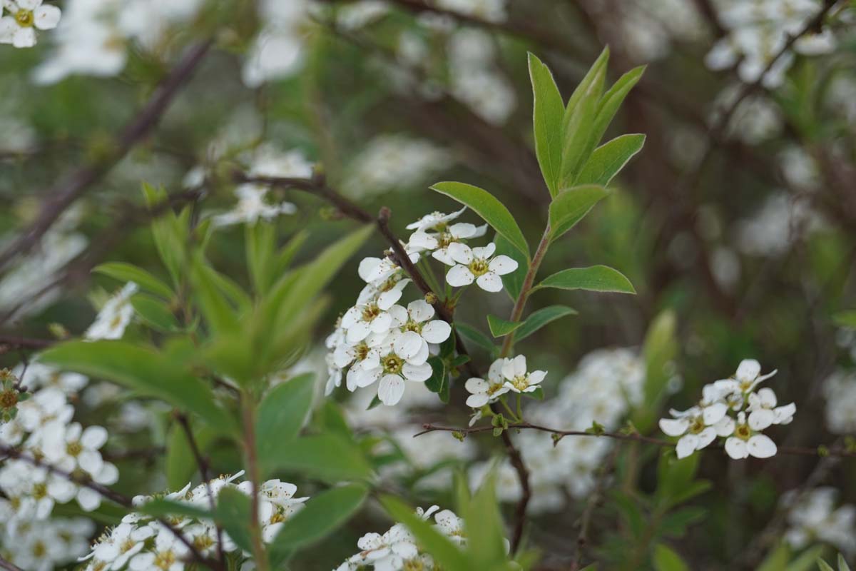 Japanische Strauch-Spiere ´Snowmound´