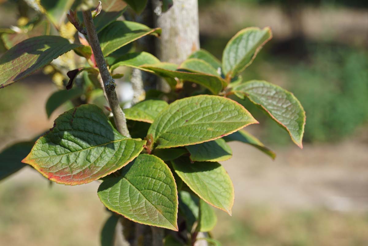 Japanische Scheinkamelie