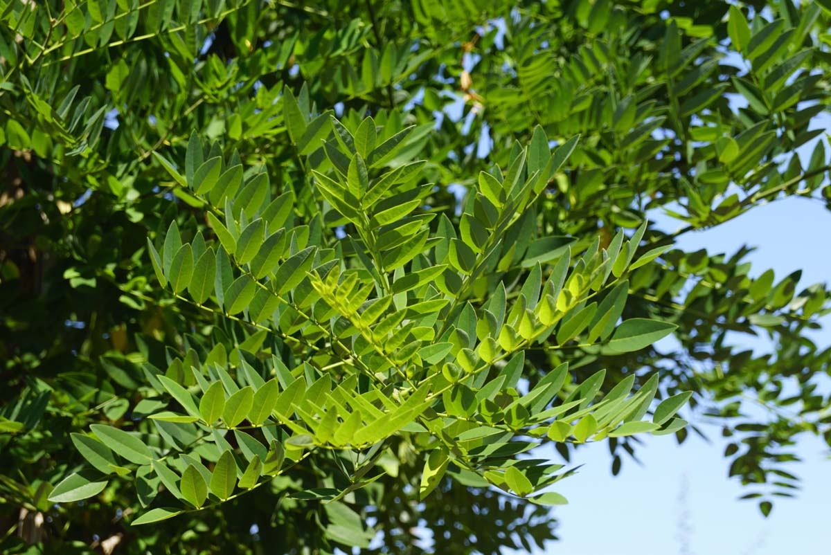 Japanischer Schnurbaum (PRINCETON UPRIGHT), Honigbaum, Perlschnurbaum, Japanischer Perlschnurbaum, Japanischer Pagodenbaum, Rosankranzbaum, Sauerschotenbaum