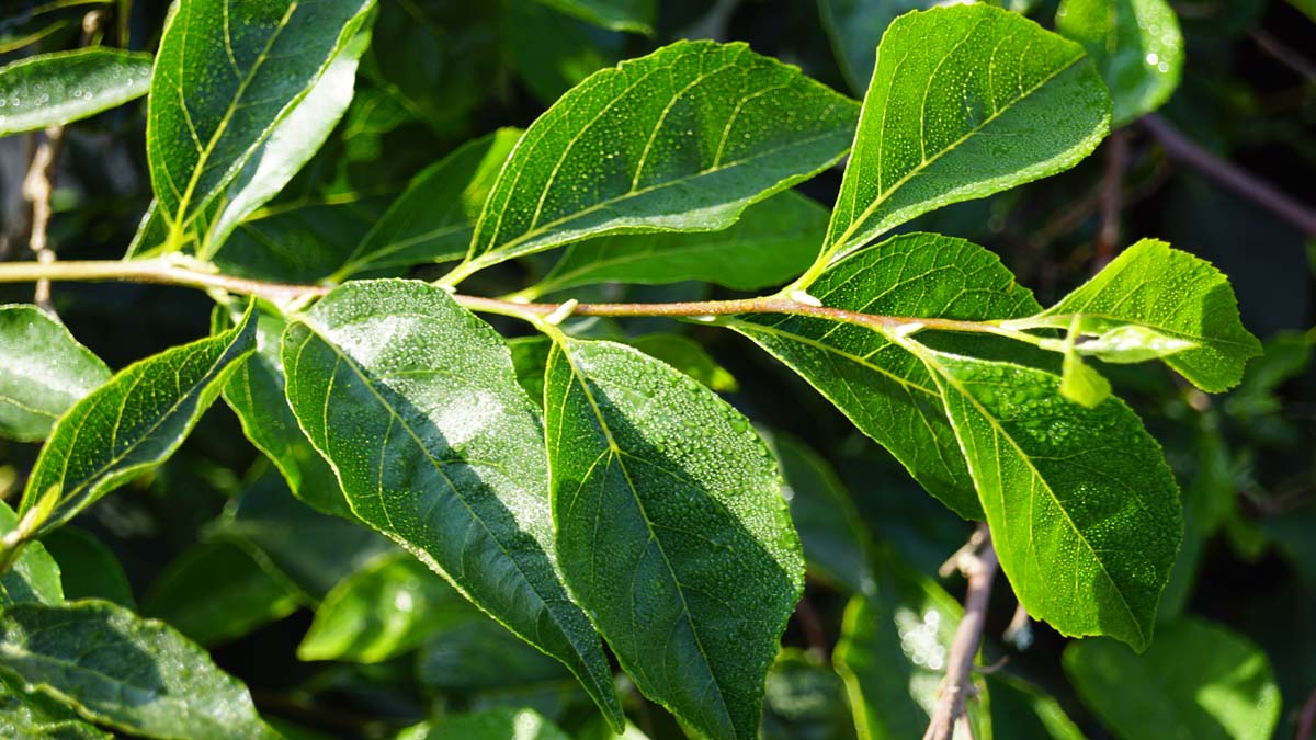 Japanischer Storaxbaum ´Issai´; Japanischer Schneegl