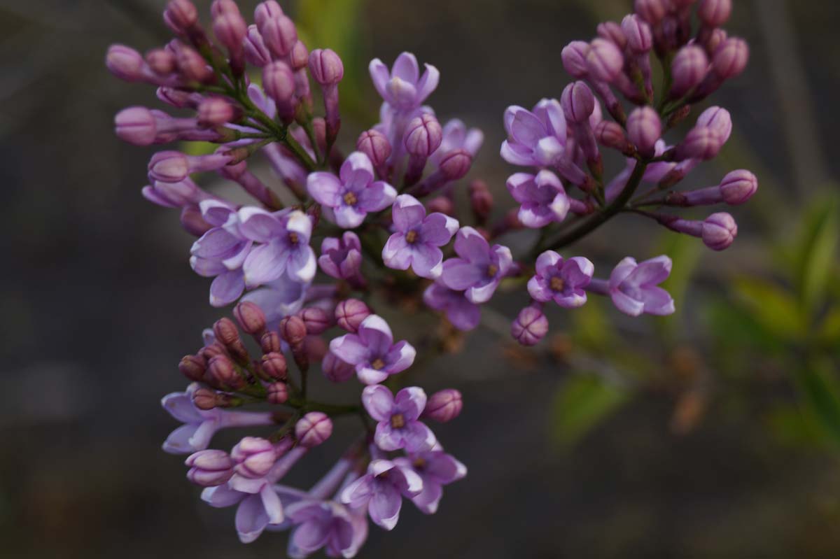 Chinensischer Flieder ´Lilac Sunday´