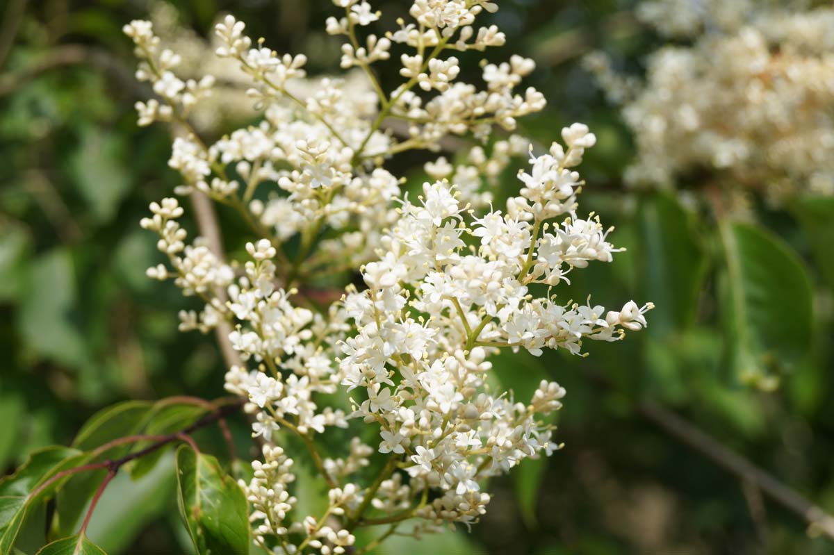 Peking-Flieder ´Pendula´