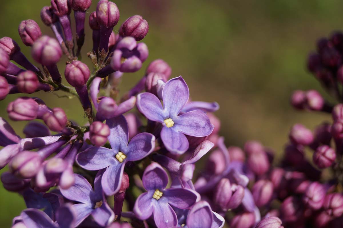 Gemeine Flieder 'Ruhm von Horstenstein', Gewöhnliche Flieder