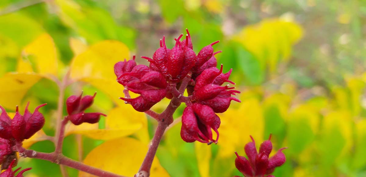 Samthaarige Stinkesche, Bienenbaum, Honigesche, Wohlduftraute, Tausendblütenstrauch, Hupeh-Stinkesche