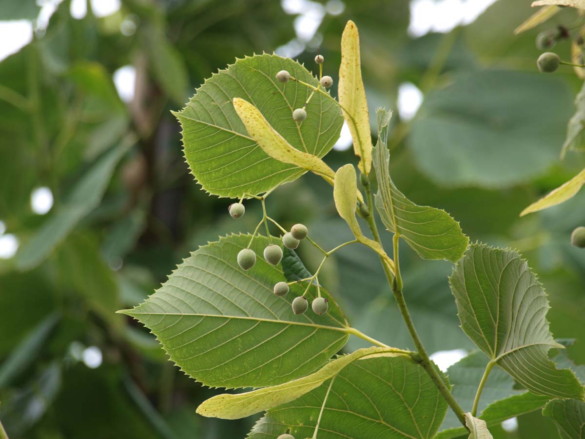 Schwarz-Linde 'Nova', Amerikanische Linde