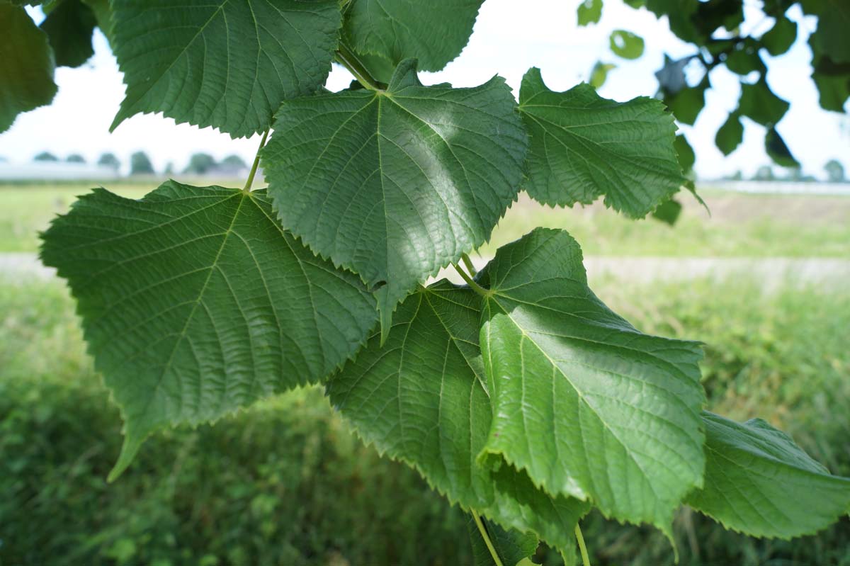Sommer-Linde; Grossblättrige Linde