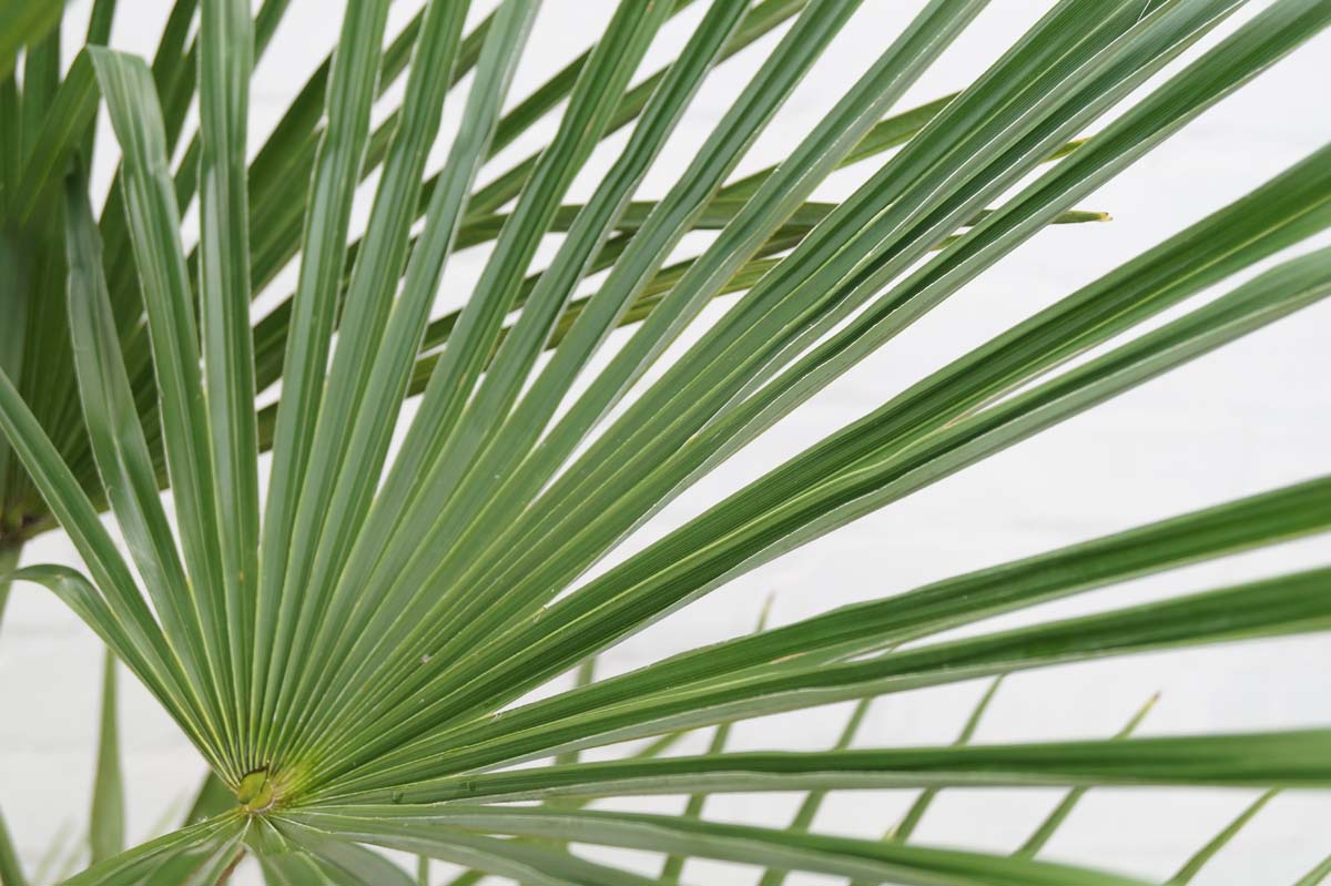 Chinesische Hanfpalme; Tessinerpalme