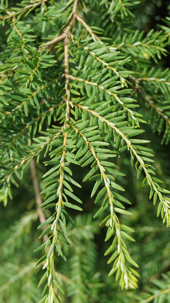Kanadische Hemlocktanne