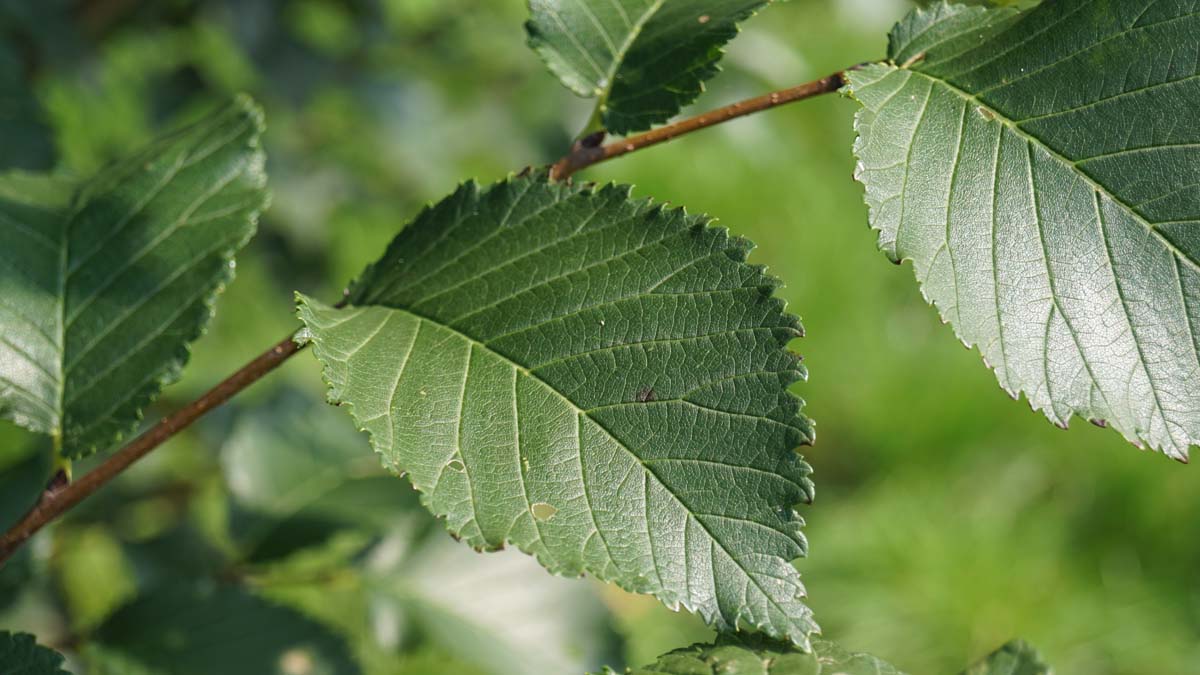 Ulmus minor ´Wanoux´ 16-18 HO