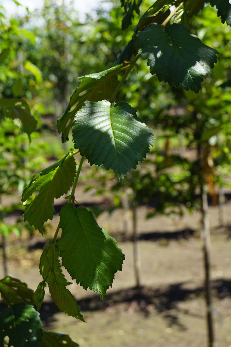 Feld-Ulme, Rot-Rüster, Iper