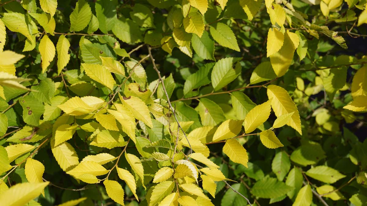 Chinesische Ulme ´Aurea´; Kleinblättrige Ulme