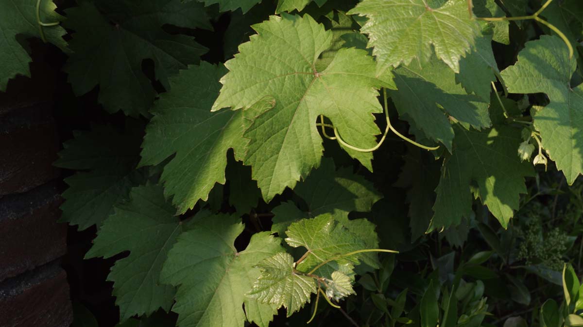 Weintraube ´Boskoop Glory´; Weinrebe