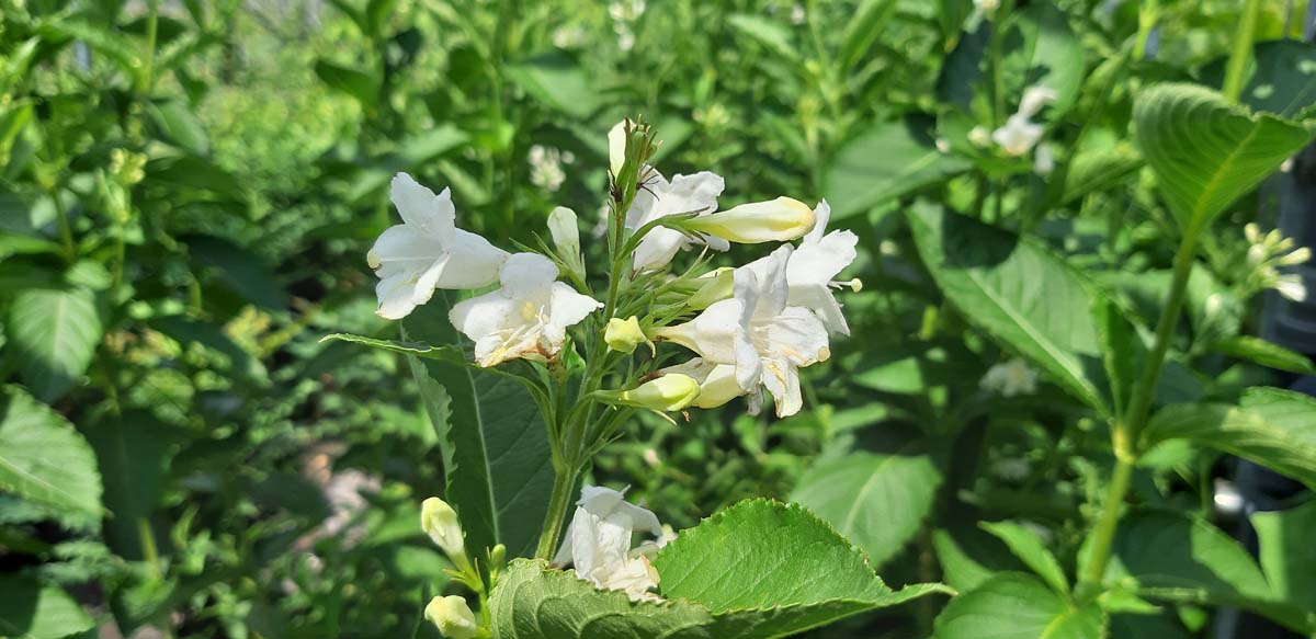 Weigelie ´Candida´; Glockenstrauch