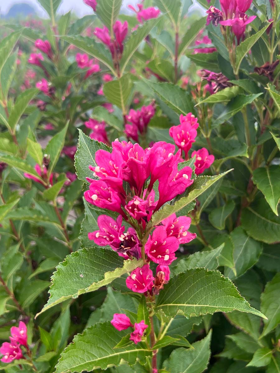 Weigela ´JS4´ 125-150 cm