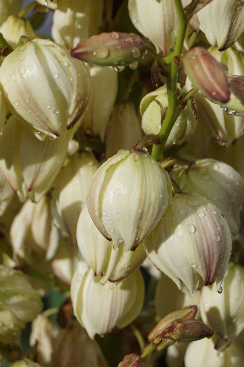 Kerzen-Palmlilie ´Variegata´